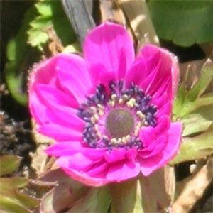 an anemone - the first perennial to bloom