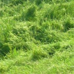 051504-grass.jpg