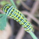 060304-caterpillar.gif